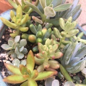 15 Assorted succulents 🌸